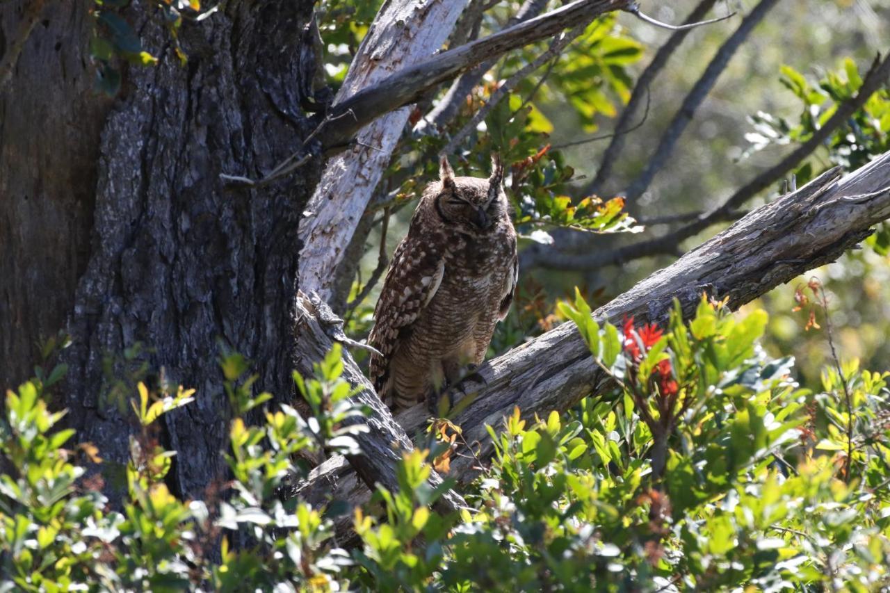 The Wood Owl Natureʼs Valley Eksteriør bilde